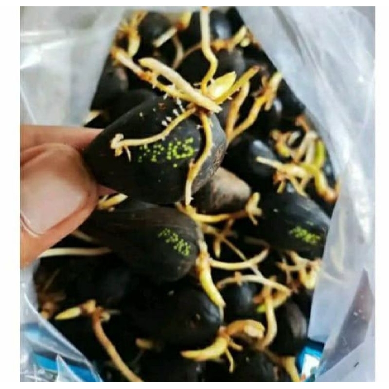 200 butir Benih Sawit PPKS SIMALUNGUN asli PELEPAH PENDEK