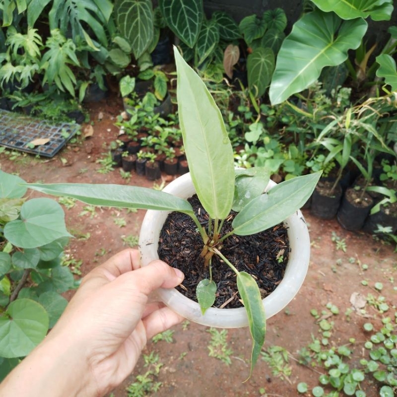 Bibit anthurium hokeri