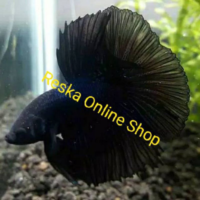 Ikan Cupang Halfmoon Rosetail Black Melano Kombinasi