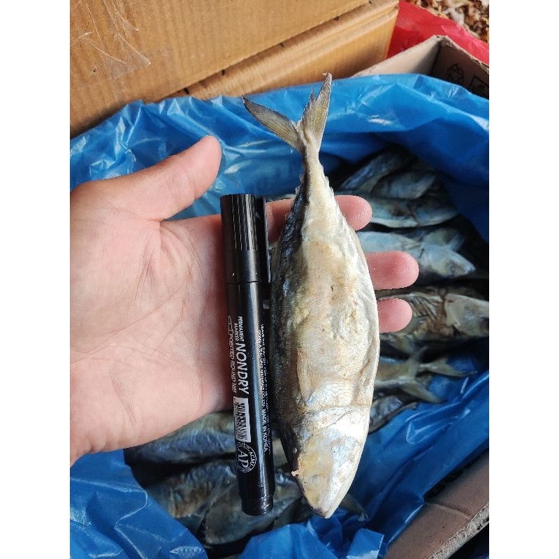 

Ikan Asin Gembung