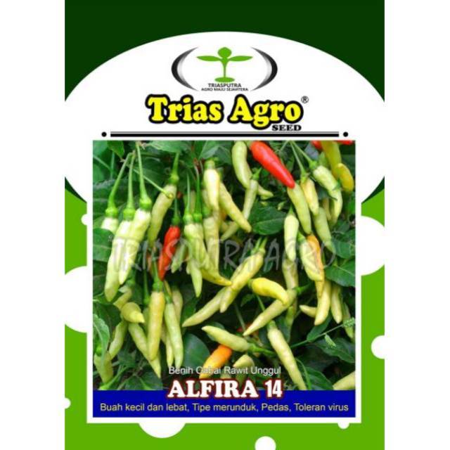 benih cabe rawit Putih ALFIRA 14 isi 10 Gr