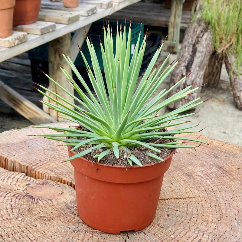 Agave Stricta / Agave Rumput