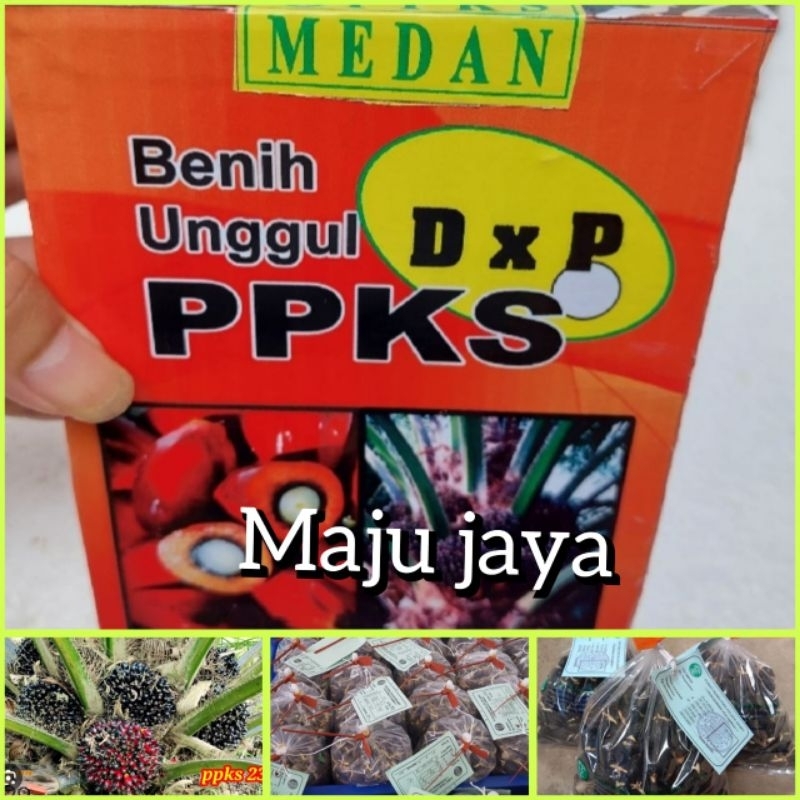 Benih Sawit unggul ppks medan