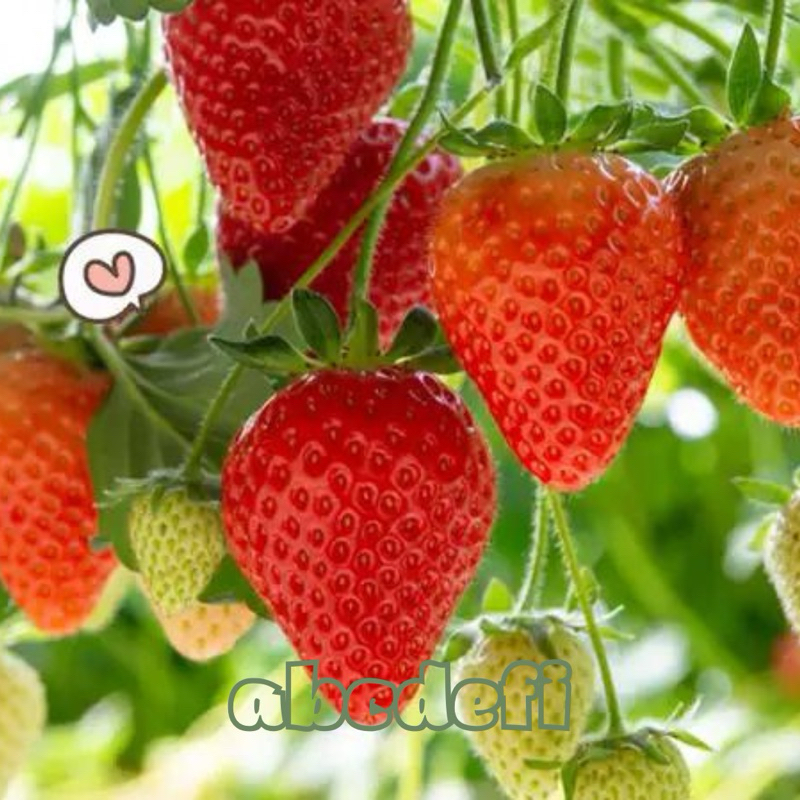 Bibit Strawberry Jumbo Rajin Berbuah