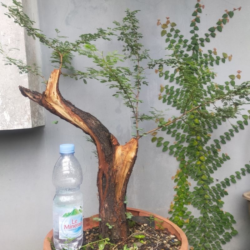 bahan bonsai arabika