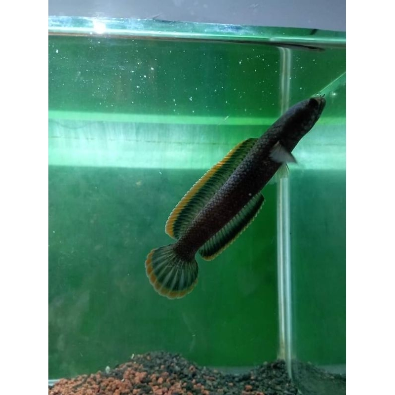 limbata cb ori size sangkal-jumbo