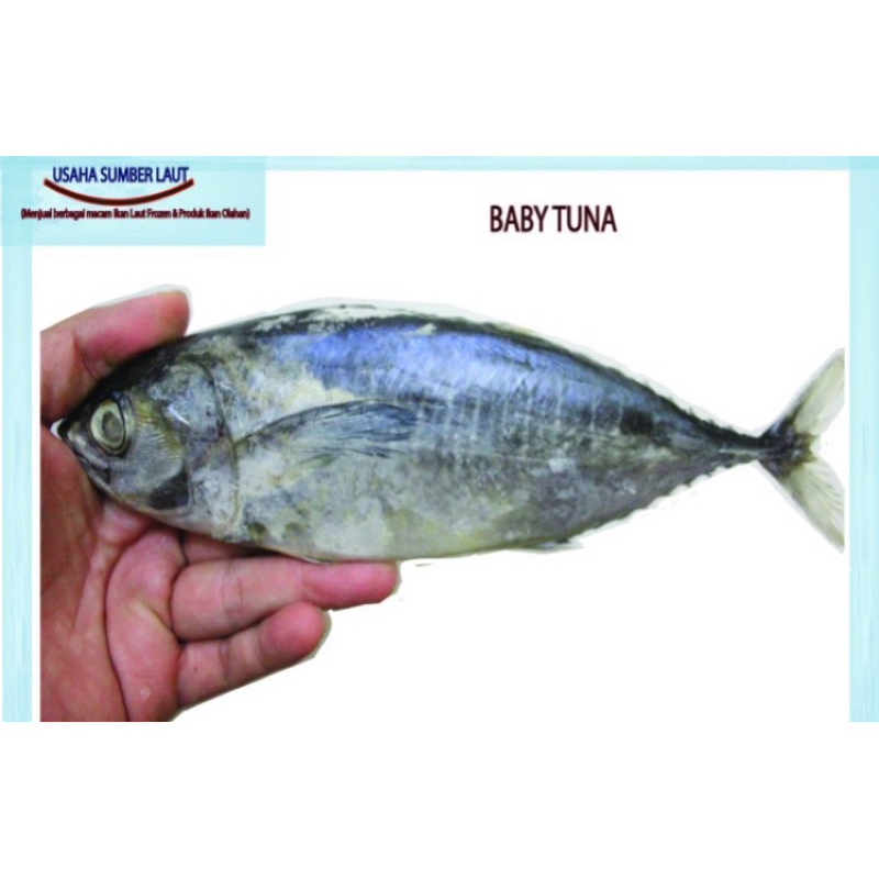

IKAN BABY TUNA Frozen 1kg Termurah