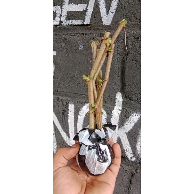 Akar Gantung / Curtain ivy akar merah sudah tumbuh tunas