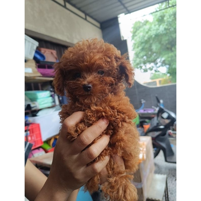 

Pembayaran DP red toy poodle male Sydney