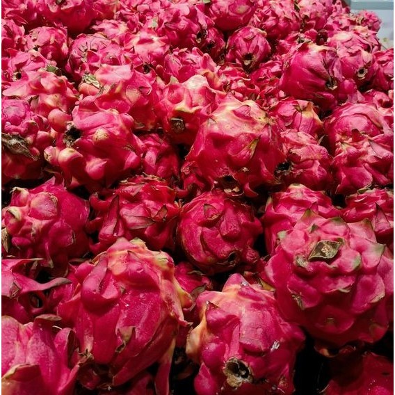 

Buah Naga Segar 1kg