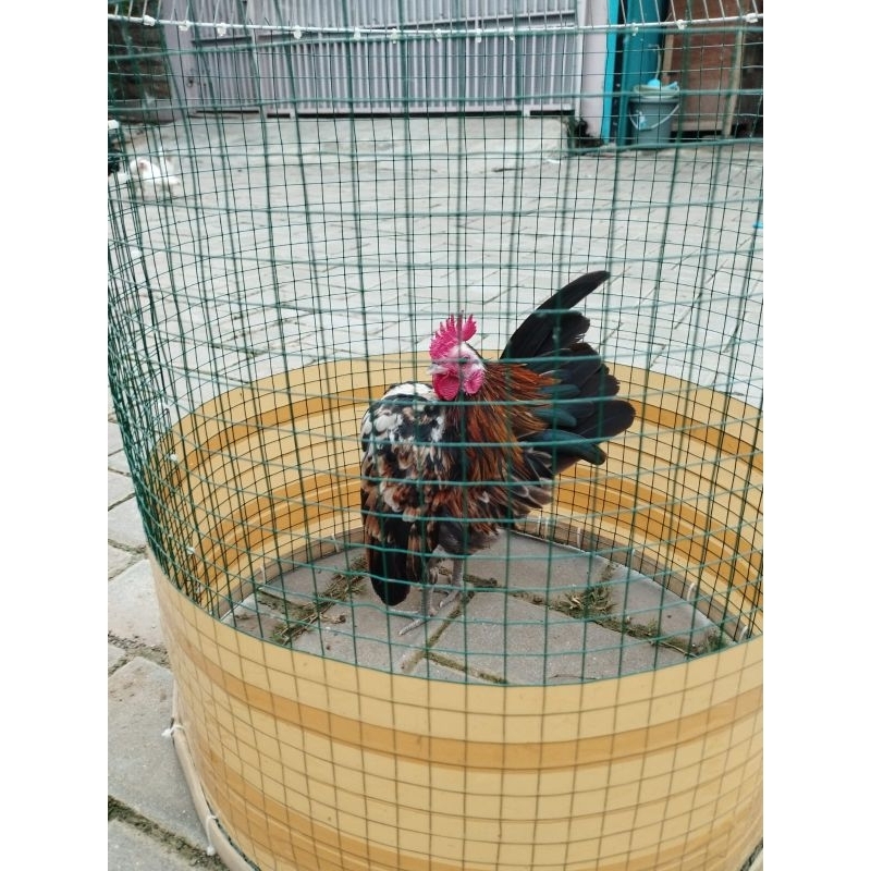 Ayam Serama Malaysia