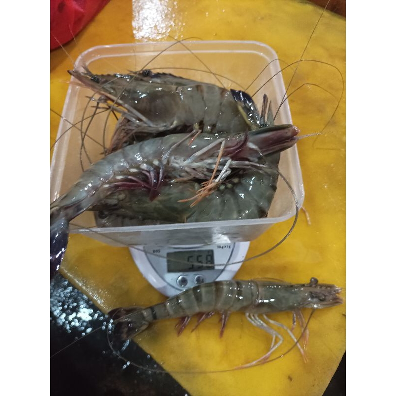 

udang pancet\windu fresh size 14\15 500grm