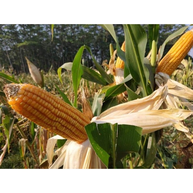 Louay_Idstore Benih Jagung Pertiwi 3 An 1Kg Dari Kemasan 5Kg Original