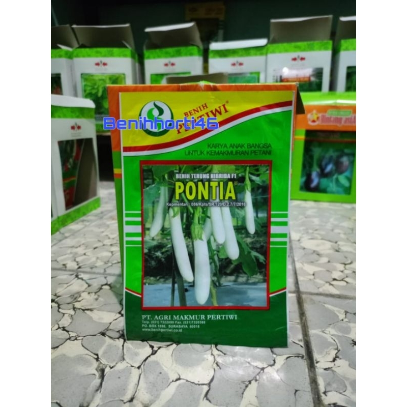 Benih Terong Putih Hibrida Pontia isi 5 gram