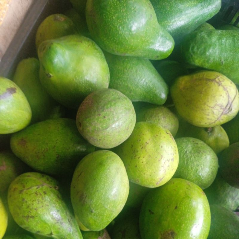 

alpukat mentega jumbo