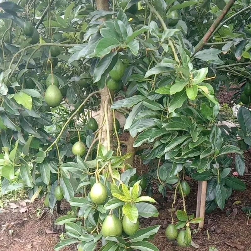 BIBIT ALPUKAT MIKI HASIL OKULASI BATANG BESAR