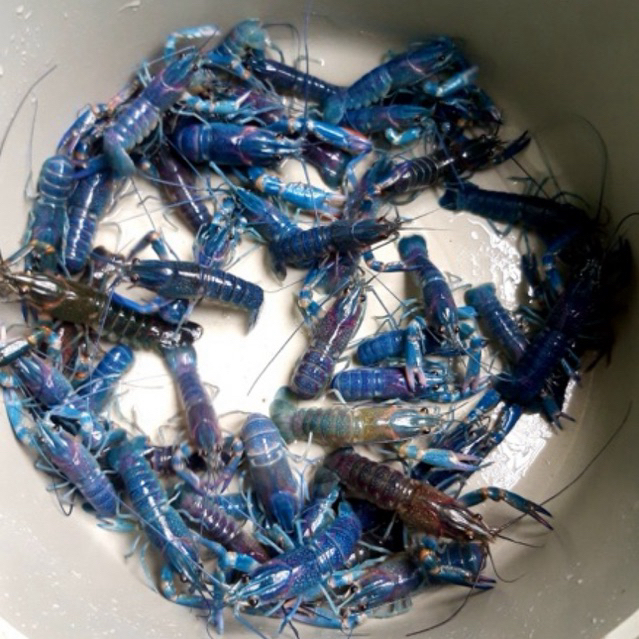 LOBSTER AIR TAWAR BLUE SIZE 3 INCH UP