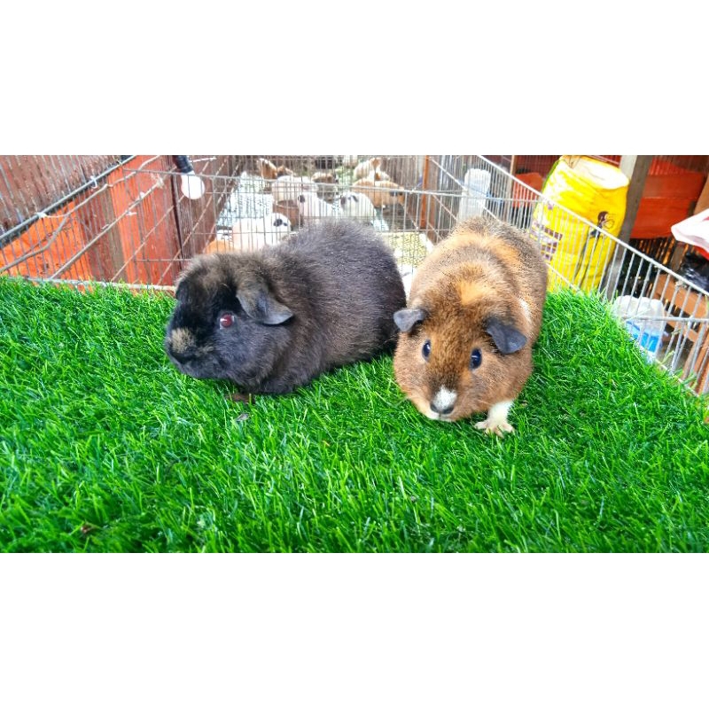 marmut hias /guinea pig teddy sepasang