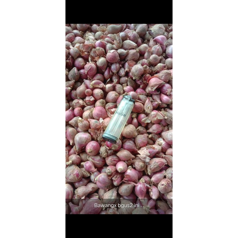 

Bawang merah 1 kg
