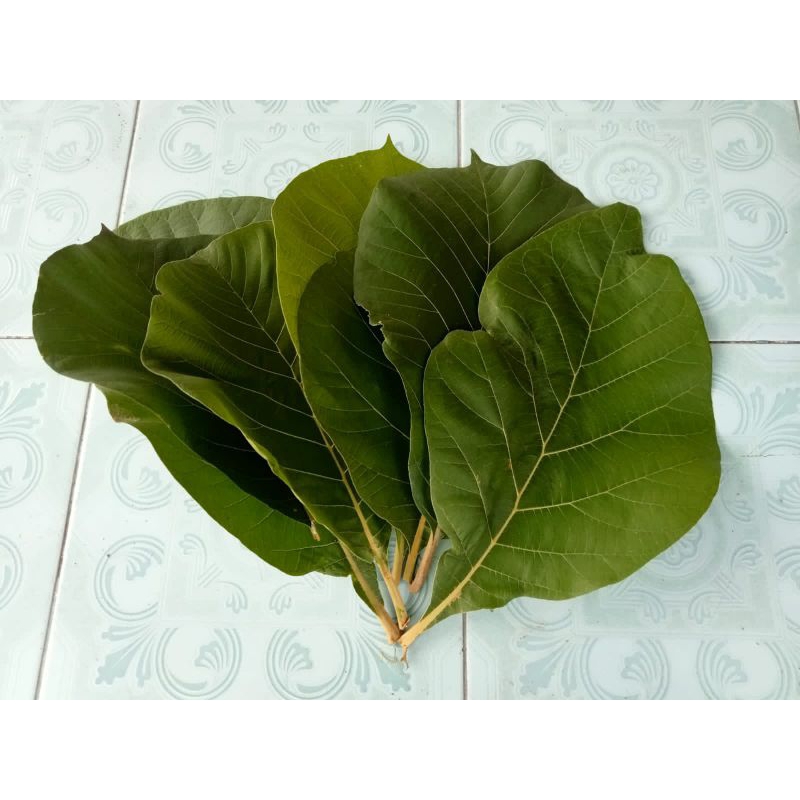 

daun jati segar 500gram