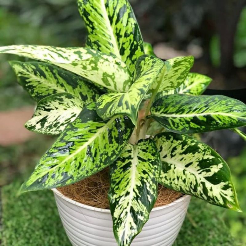 Tanaman Hias Brazilia - aglonema Candi - Bunga Diven Candi