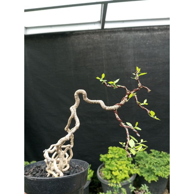 bonsai_sakura_mikro_exspostroot lebih hemat pakai kargo
