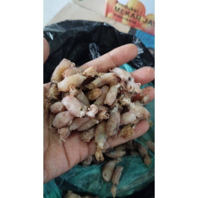 

baby cumi super size 1-2cm/1000gr