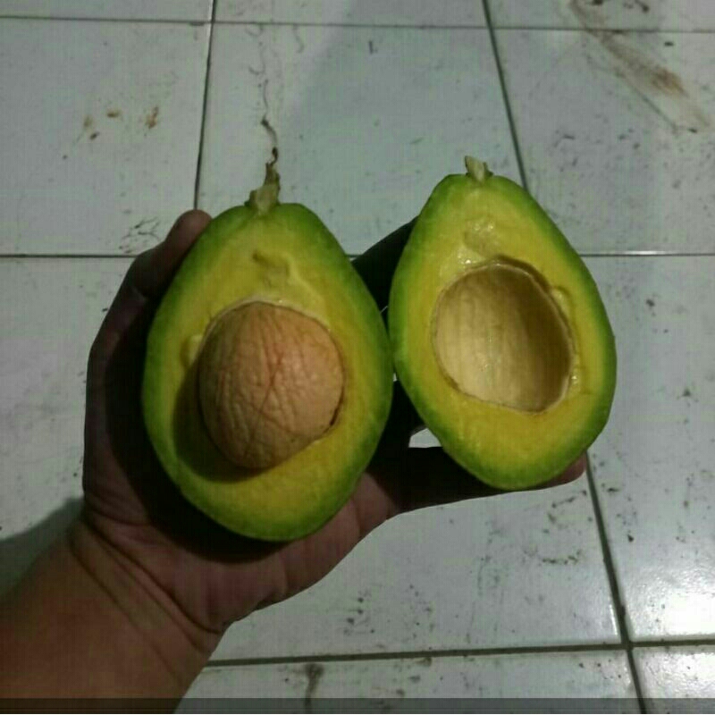 

Alpukat mentega & Alpukat susu