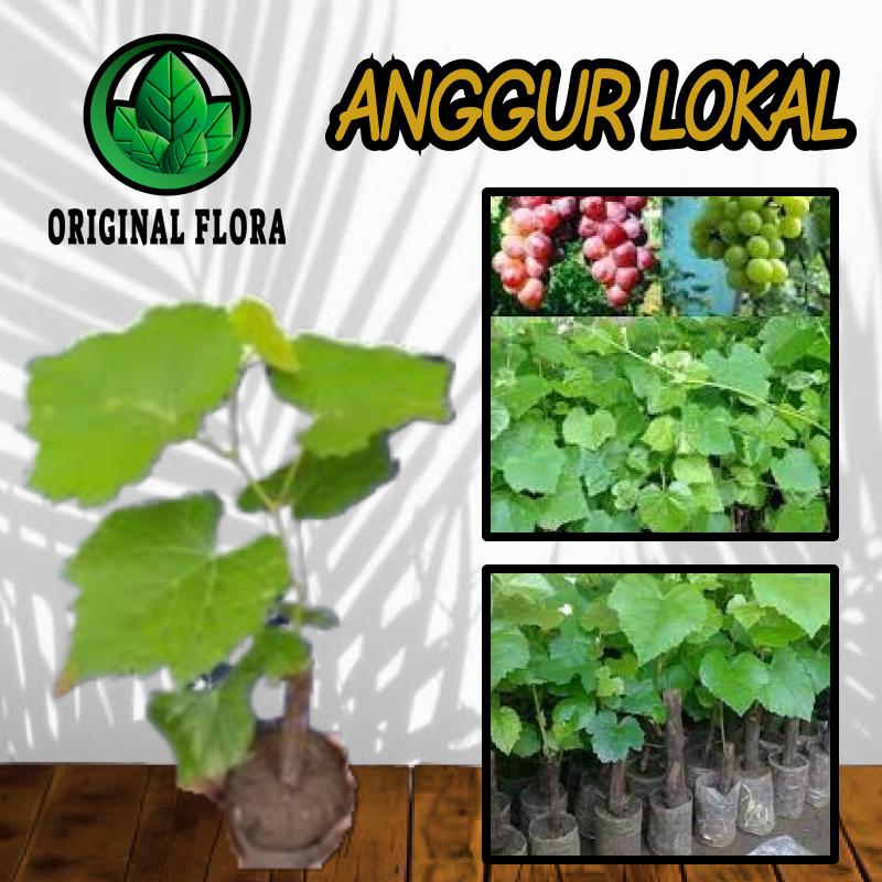 Bibit Tanaman Pohon Anggur Bibit Anggur Tanaman Anggur Lokal