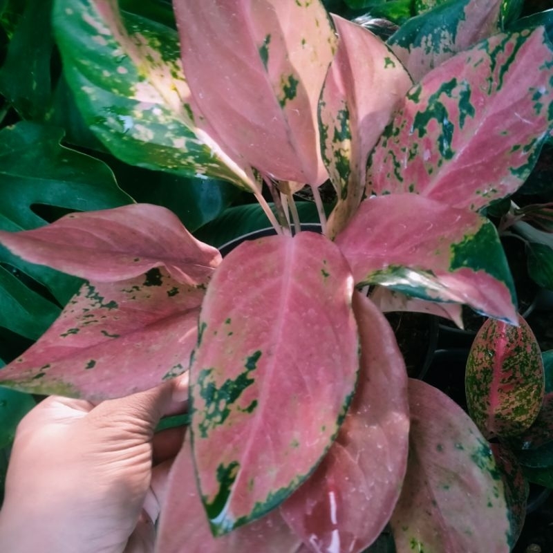 aglonema kochin pink