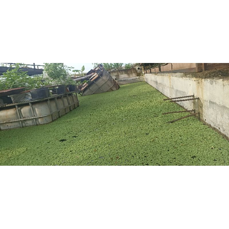 AZOLLA PAKAN TERNAK
