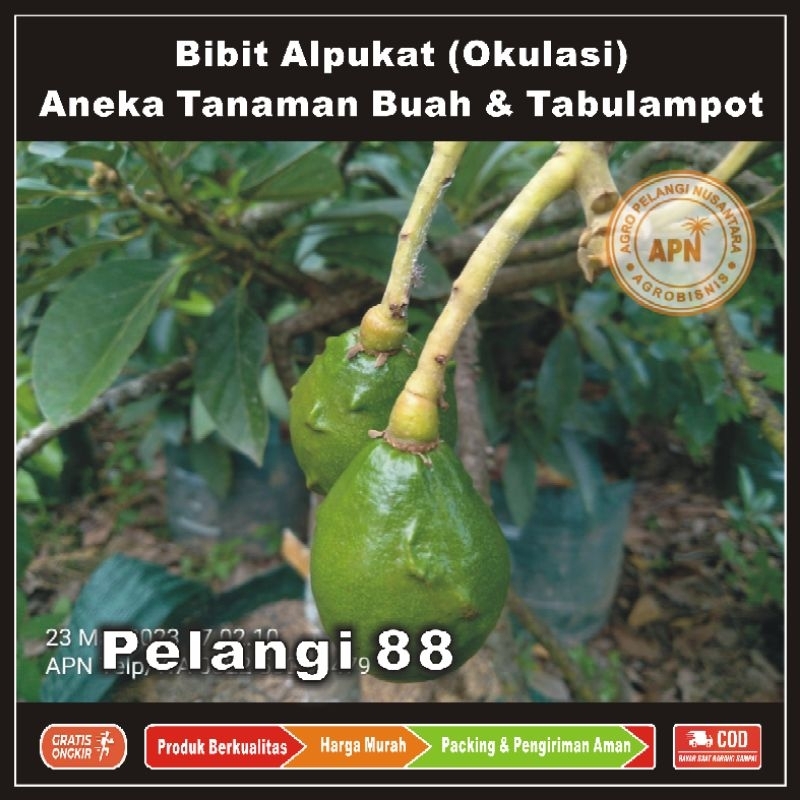 Bibit Alpukat , Bibit Tanaman Buah Alpukat , Bibit Tanaman Buah & Aneka Tabulampot , Alpukat
