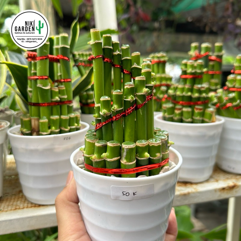 BAMBU HOKI / BAMBU REJEKI / BAMBU AIR