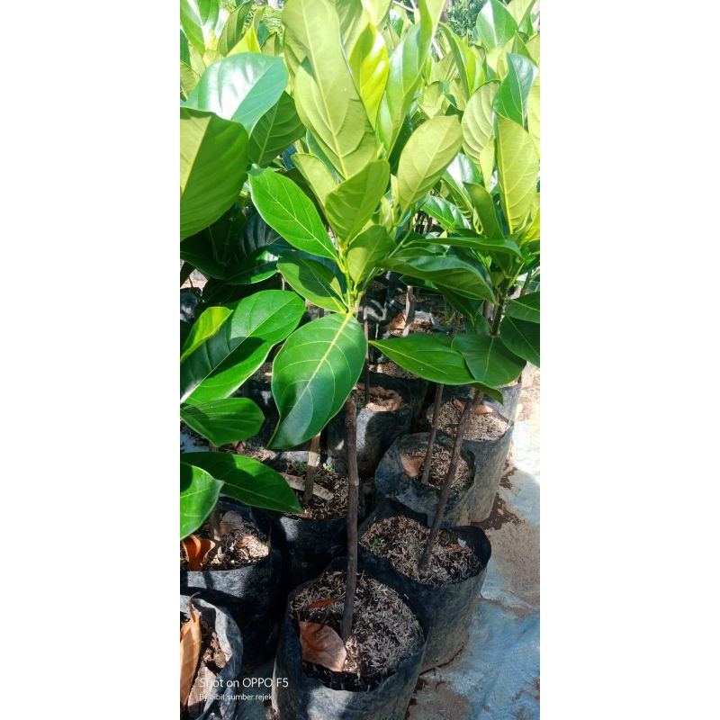 BIBIT NANGKA MADU JUMBO MANIS SUPER