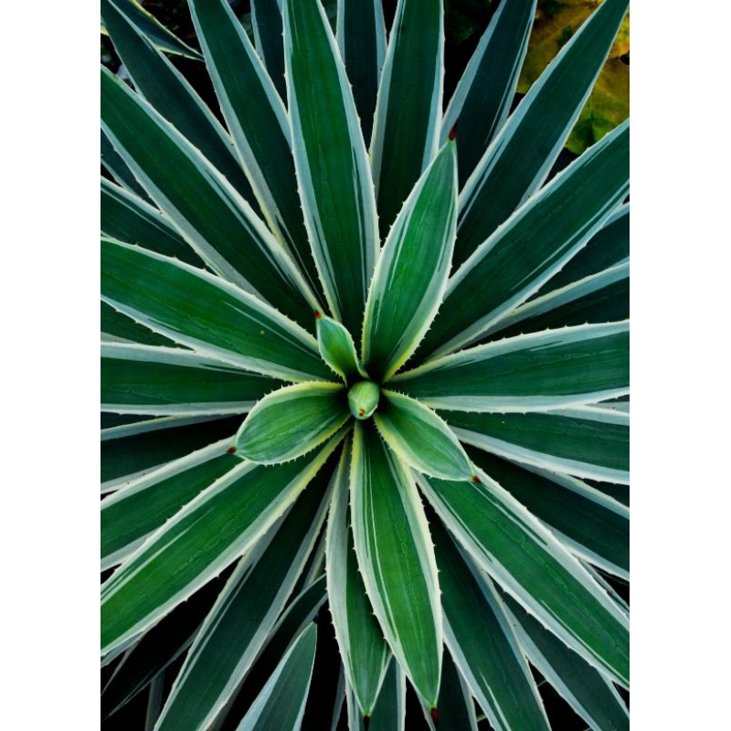 tanaman hias agave vivipara