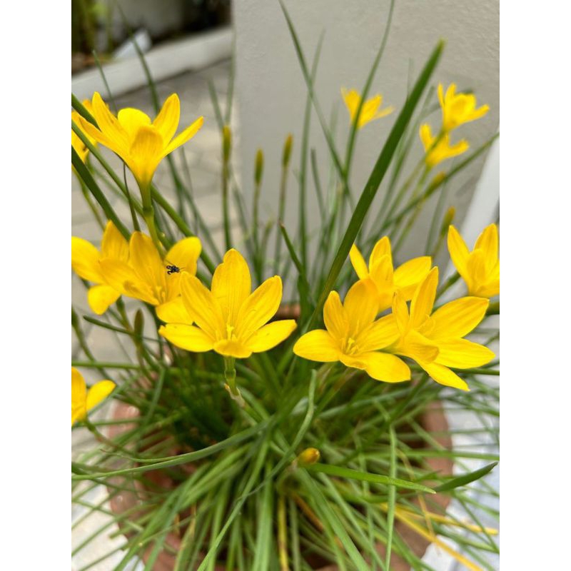 Tanaman Hias Rain Lily Bunga Kuning - Lily Hujan Kuning