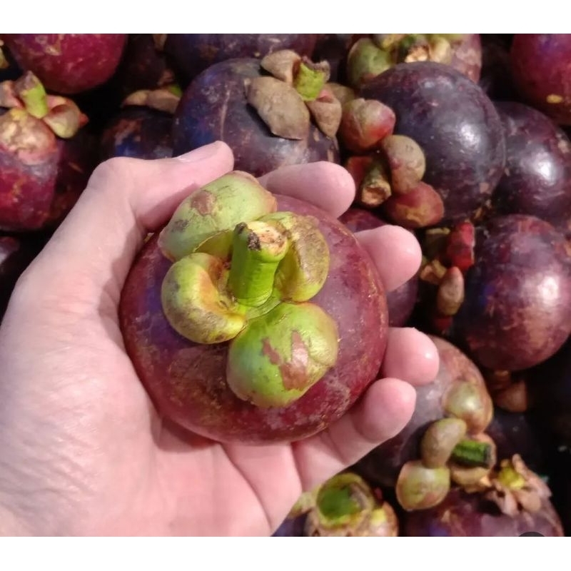 

buah manggis perkilo