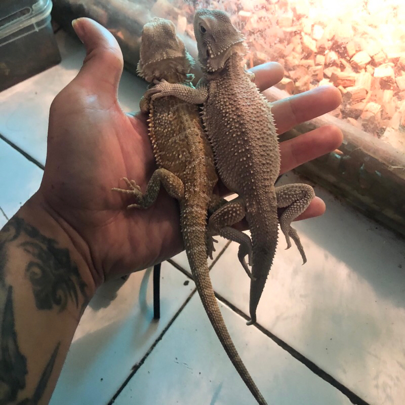 Bearded dragon Het Zero (kiri)