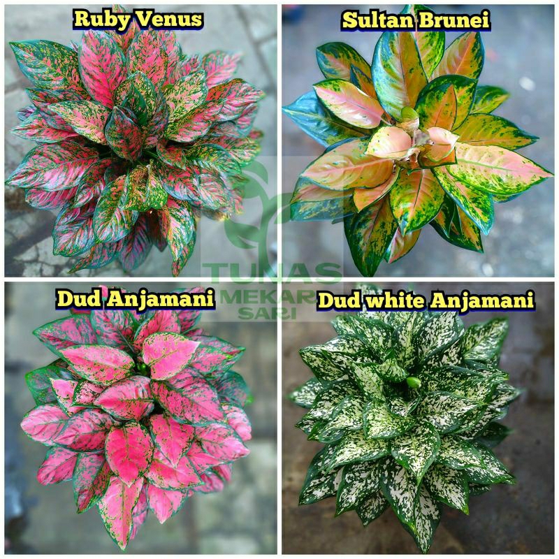 Tanaman hias bunga aglonema sultan brunei-Lady valentine-Dud anjamani-Ruby venus