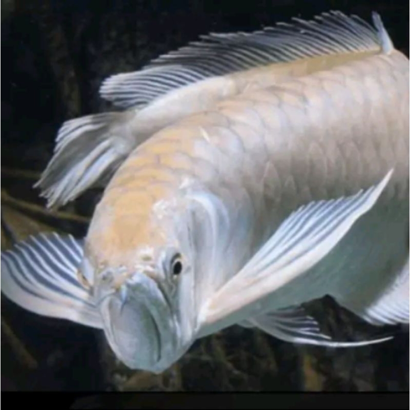 ikan hias arwana silver
