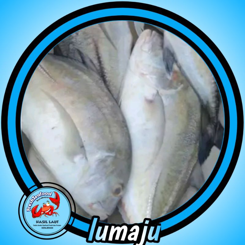 

IKAN LUMAJU SEGAR 1KG