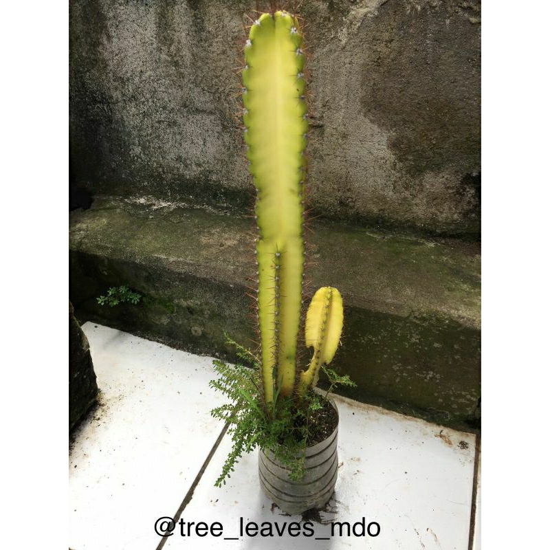 kaktus koboi varigata