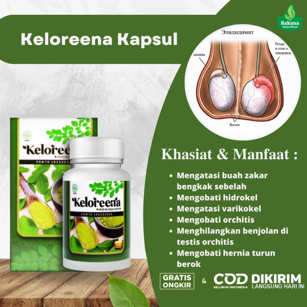 Obat Buah Zakar Bengkak Sebelah Kiri Kanan Hidrokel Varikokel Benjolan Di Buah Zakar Orchitis Testis