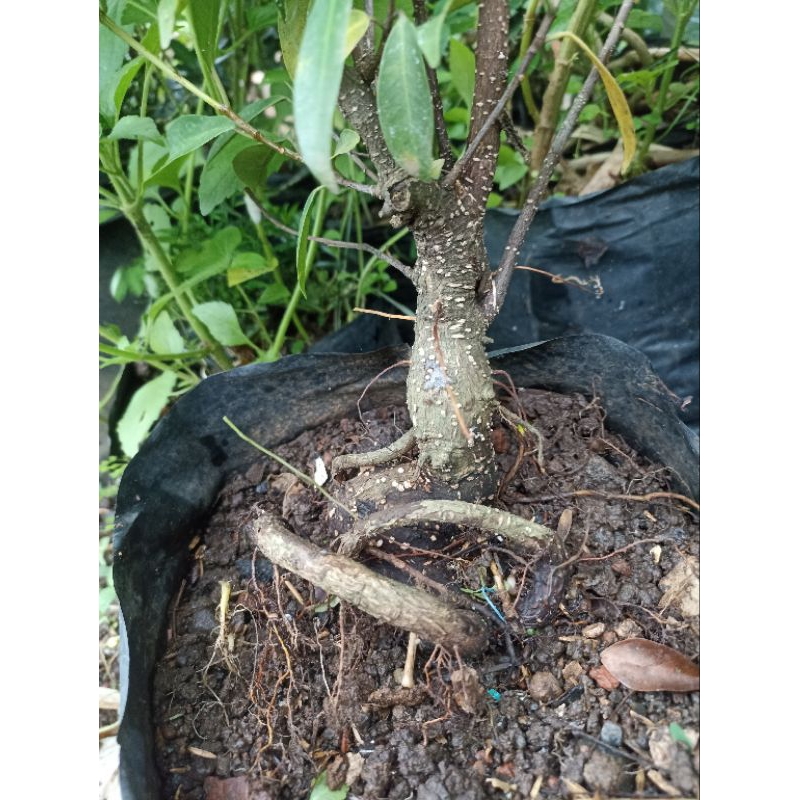 Bahan Bonsai Iprik Prospek