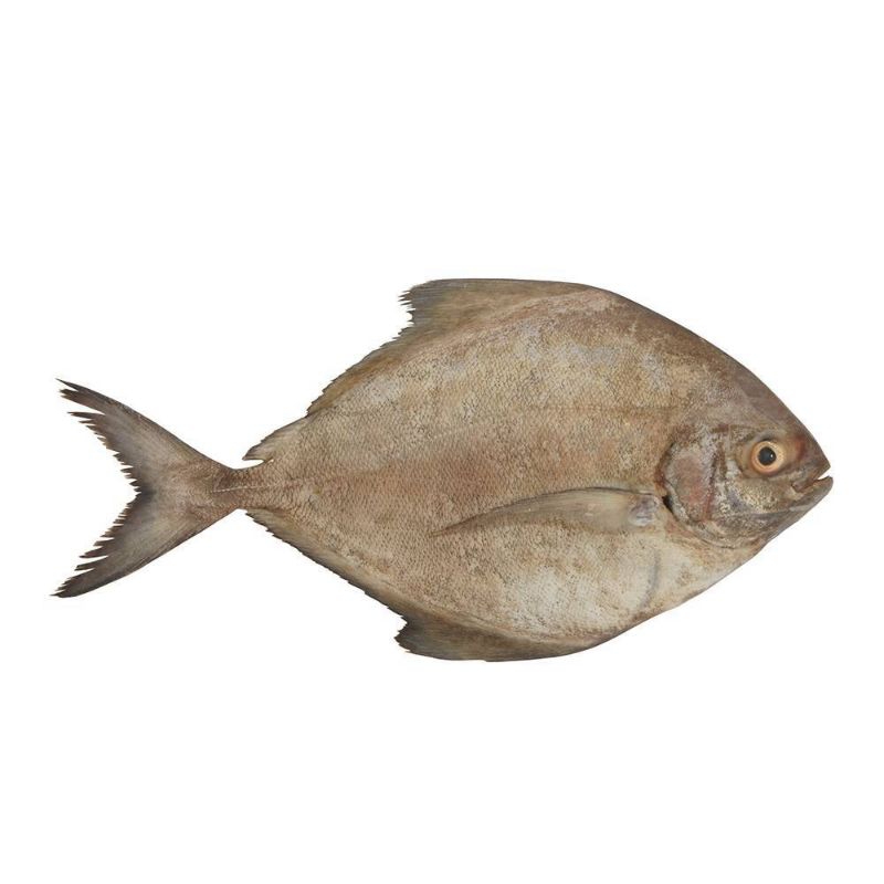 

Ikan Bawal Tawar dan Laut
