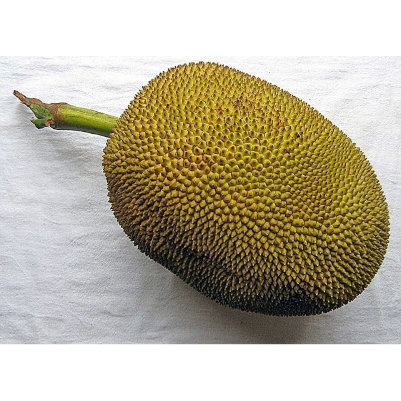 

Nangka