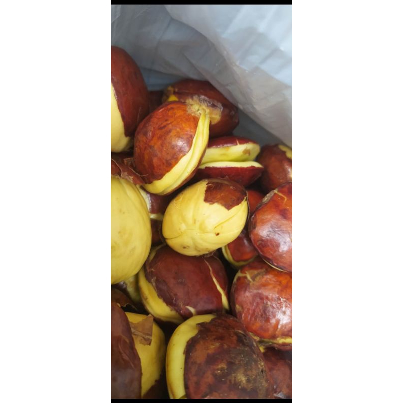 

Jengkol premium