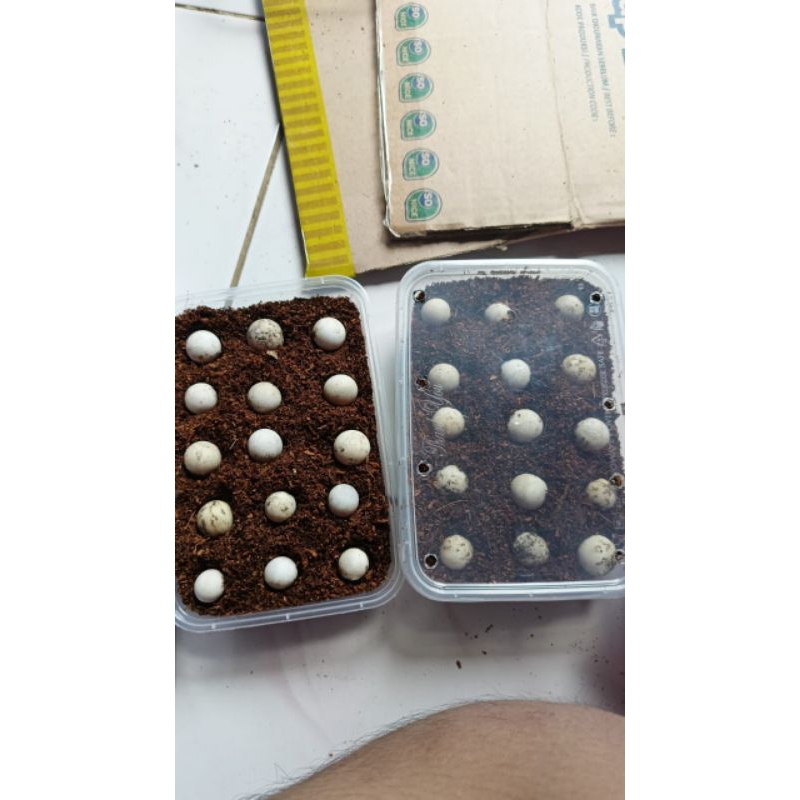 

telur bulus siapmenetas