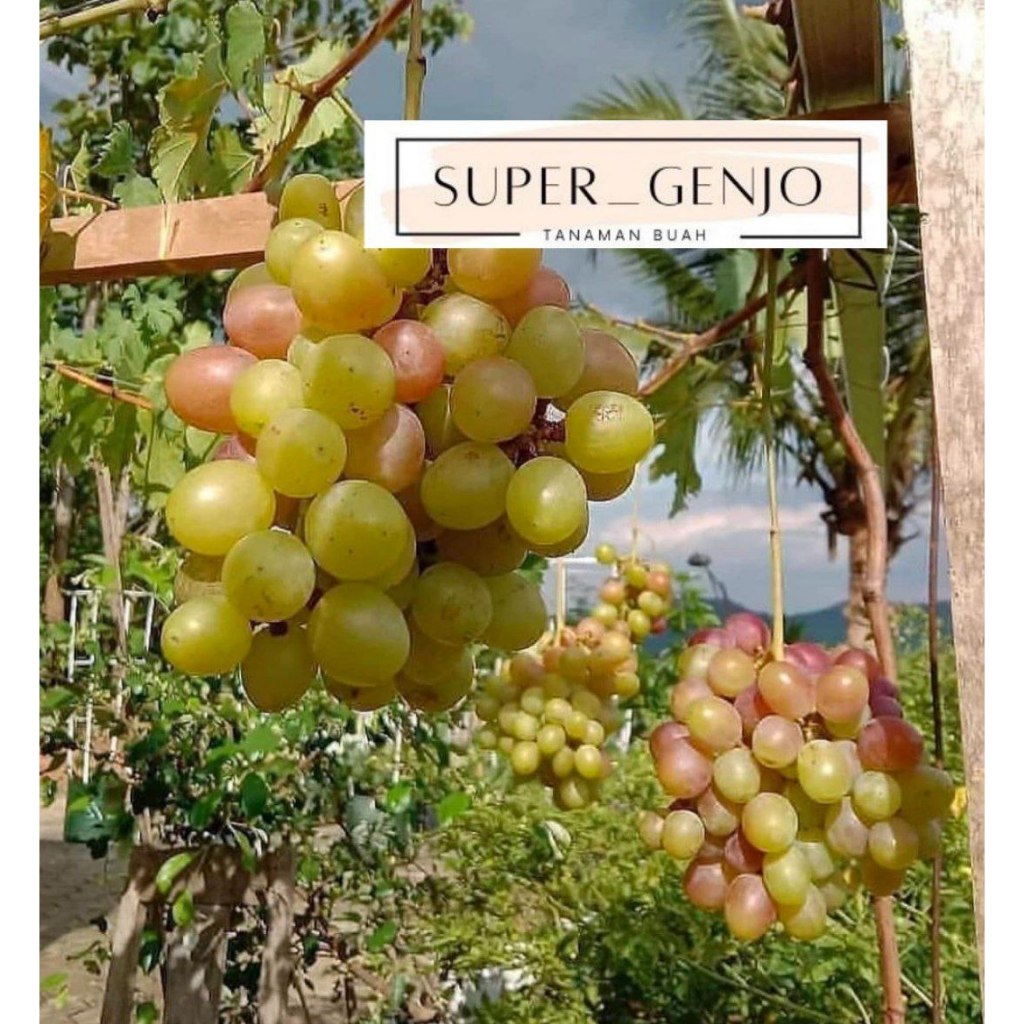 Bibit Pohon Tanaman Anggur Impor Ninel Murah 1tahun Berbuah(Asli grafting)