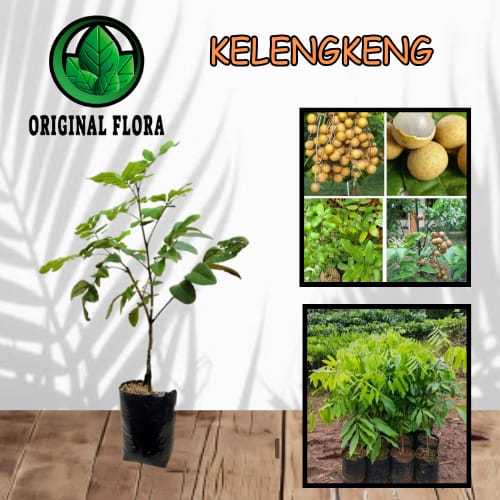 Bibit Kelengkeng New Kristal Klengkeng NewKristal Lengkeng New Kristal
